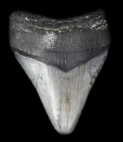 Juvenile Megalodon Tooth - Venice, Florida #36679